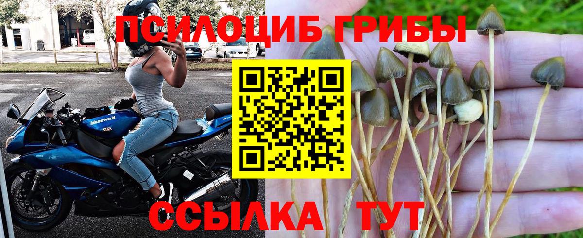 Псилоцибиновые грибы Psilocybine cubensis Ишим